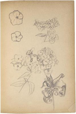 [Flower studies] The Scribble-In Book, page 63