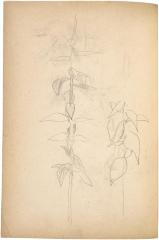 [Plant studies] The Scribble-In Book, page 64