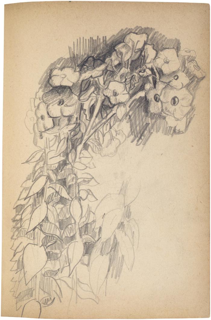 [Flowering plants] The Scribble-In Book, page 65